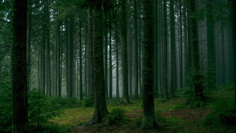 Klimato kaita perbraižo žemėlapį: palydovai užfiksavo, kaip milžiniški miškai slenkasi į šiaurę