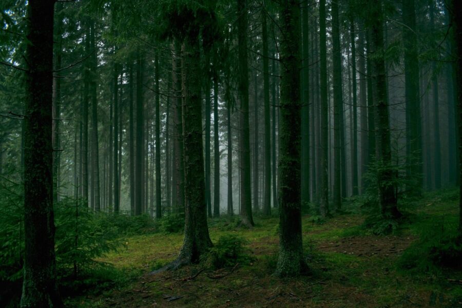 Serene misty forest scene with dense tall trees and lush green foliage.