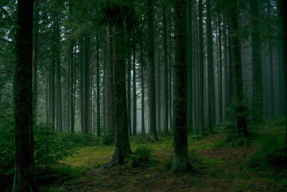 Serene misty forest scene with dense tall trees and lush green foliage.