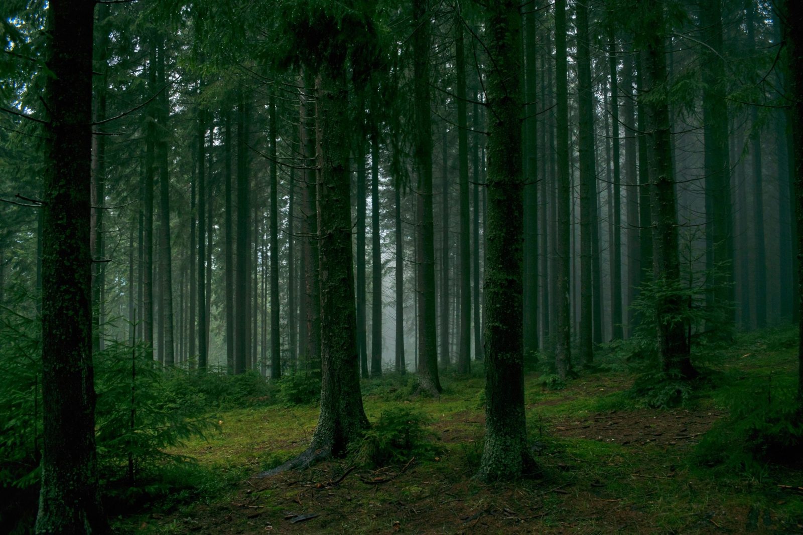 Klimato kaita perbraižo žemėlapį: palydovai užfiksavo, kaip milžiniški miškai slenkasi į šiaurę