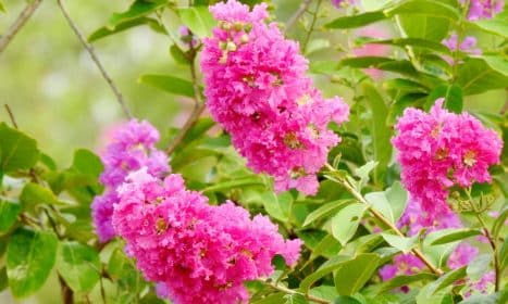 Close-up of vivid pink crape myrtle flowers in bloom, showcasing nature's beauty in summer.