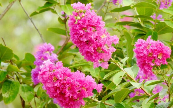 Alyvos, kurios žydi iki pat spalio: šis augalas tampa tikra sodo žvaigžde