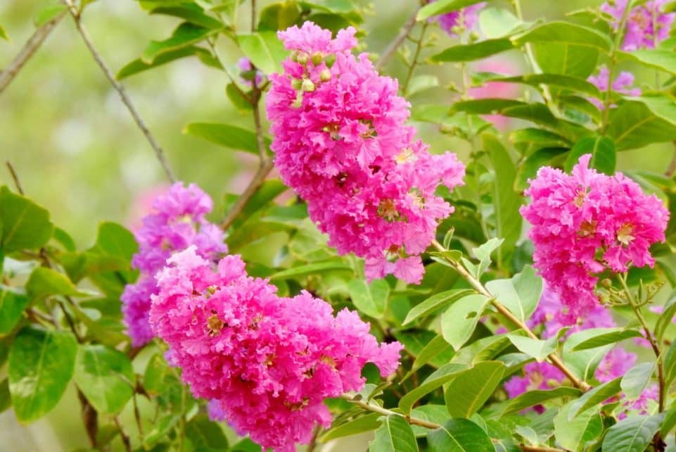Close-up of vivid pink crape myrtle flowers in bloom, showcasing nature's beauty in summer.