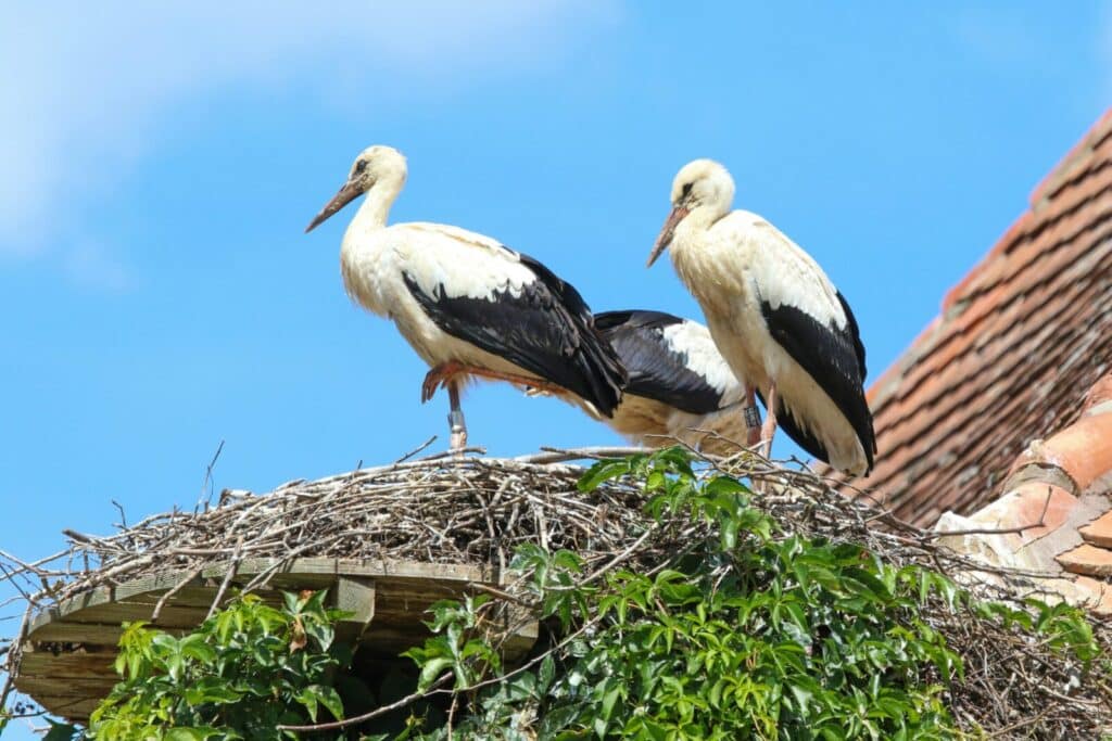 Two white storks perched on a rooftop nest with clear blue skies.