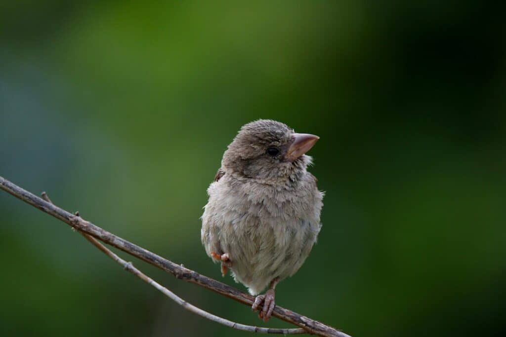 A detailed close-up of a house sparrow perched on a branch against a green background.
