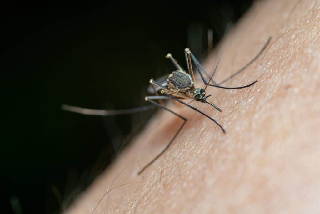 Detailed macro shot of a mosquito on human skin, highlighting nature and insect life.