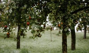 Vibrant apple orchard in Saarbrücken, Germany, displaying ripe fruits and leafy trees during a cloudy day.