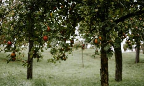 Vibrant apple orchard in Saarbrücken, Germany, displaying ripe fruits and leafy trees during a cloudy day.