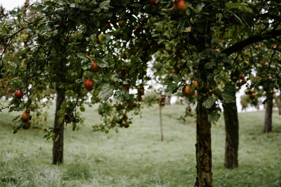 Vibrant apple orchard in Saarbrücken, Germany, displaying ripe fruits and leafy trees during a cloudy day.