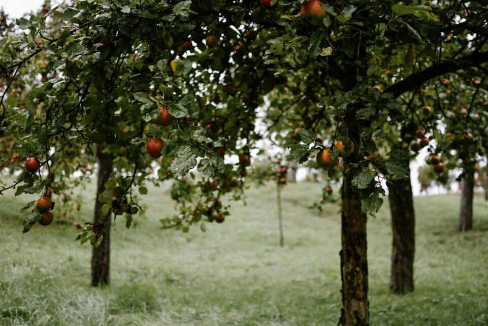 Vibrant apple orchard in Saarbrücken, Germany, displaying ripe fruits and leafy trees during a cloudy day.