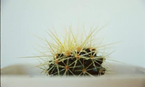 Close-up of a thorny cactus showcasing delicate spines and vibrant colors.