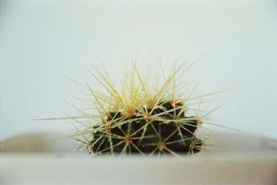 Close-up of a thorny cactus showcasing delicate spines and vibrant colors.