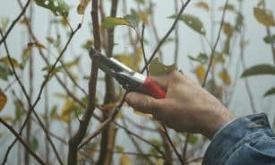 A gardener's hand using pruning shears to trim branches in an autumn garden.