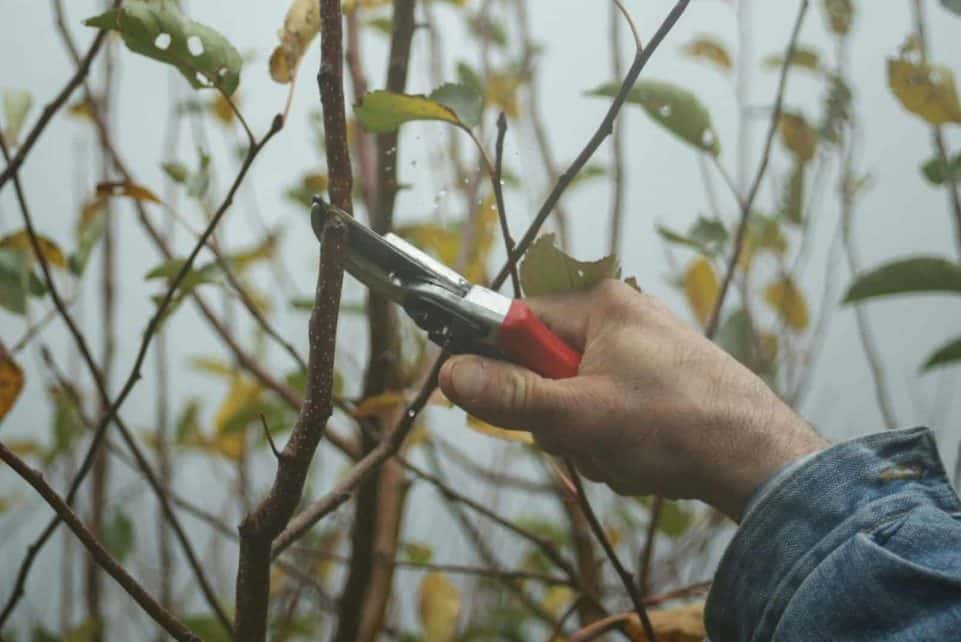 A gardener's hand using pruning shears to trim branches in an autumn garden.