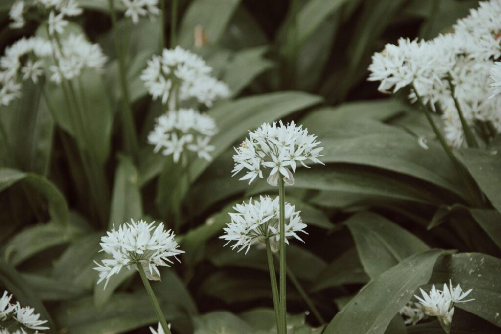 Close-up of blooming wild garlic flowers with lush green leaves.