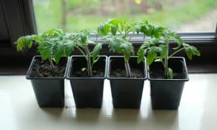 Four potted tomato seedlings on a window sill, perfect for home gardening enthusiasts.