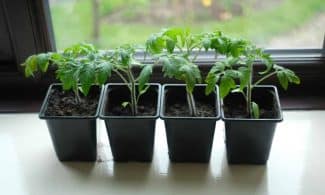 Four potted tomato seedlings on a window sill, perfect for home gardening enthusiasts.