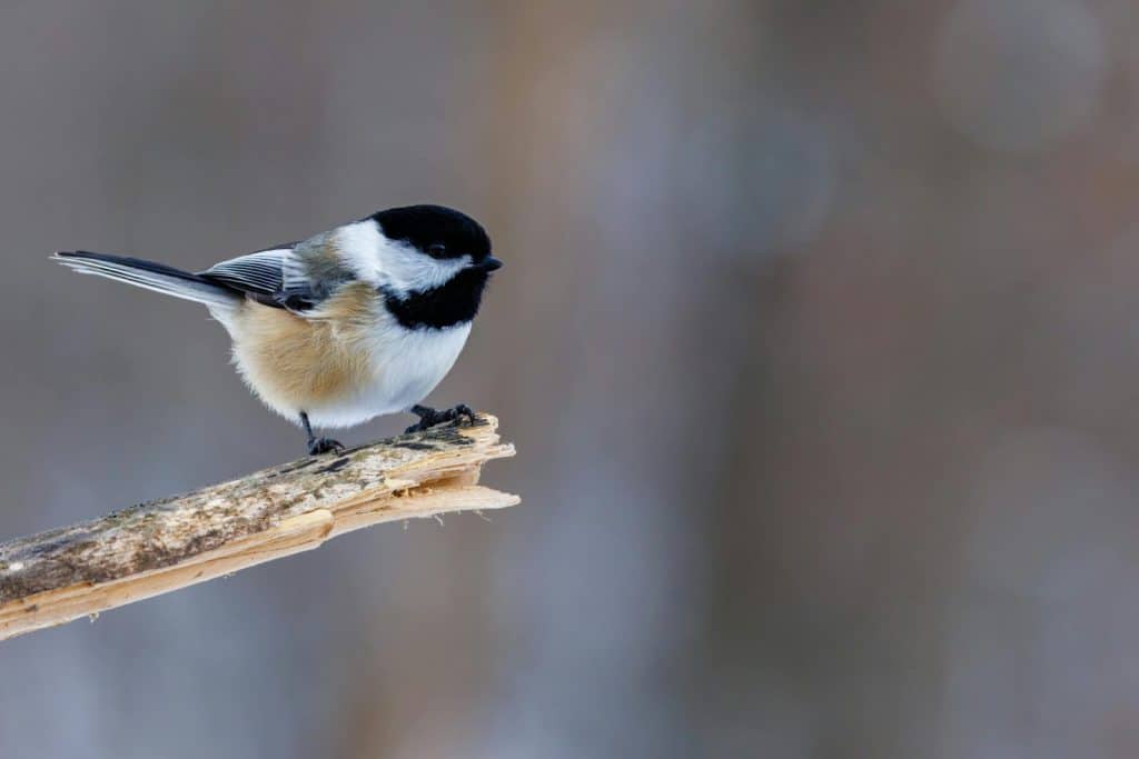 Close-up of a black-capped chickadee perched on a branch in winter, showcasing its plumage.