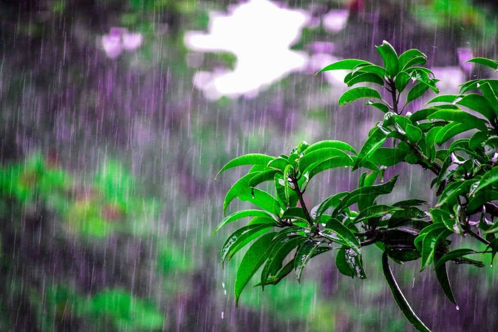 Lush green leaves drenched in monsoon rain create a vivid scene of nature's beauty.