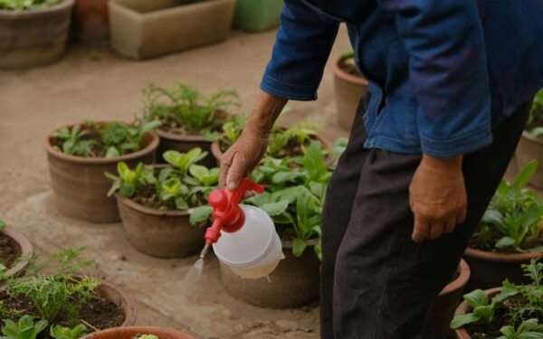 Pamirškite brangias trąšas: šis pigus trijų dalių tirpalas privers jūsų augalus sparčiai augti