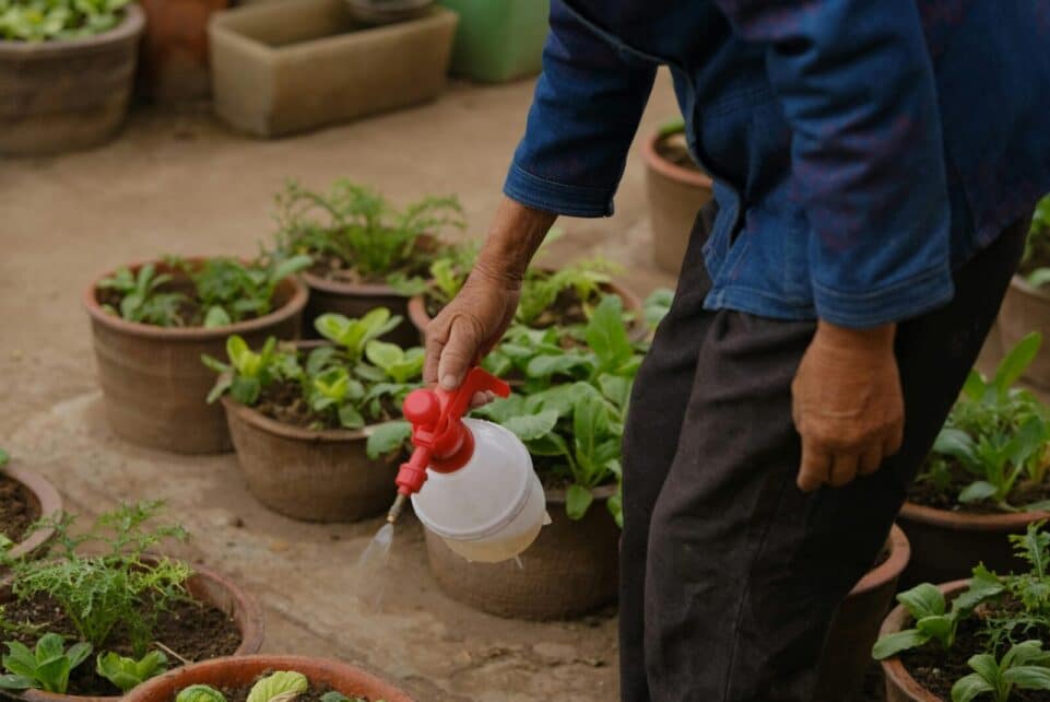 Close-up of a gardener watering potted plants with a spray bottle outdoors.