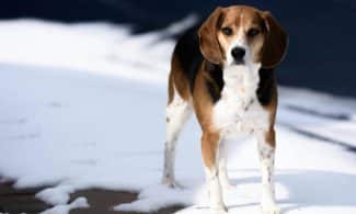 A cute beagle dog standing outdoors on snow in bright winter sunlight.