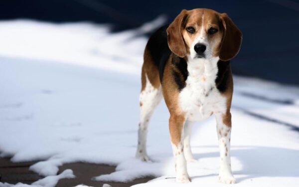 Dauguma tai ignoruoja: sužinokite, kokie 5 ženklai išduoda, kad jūsų šuo lauke stipriai šąla