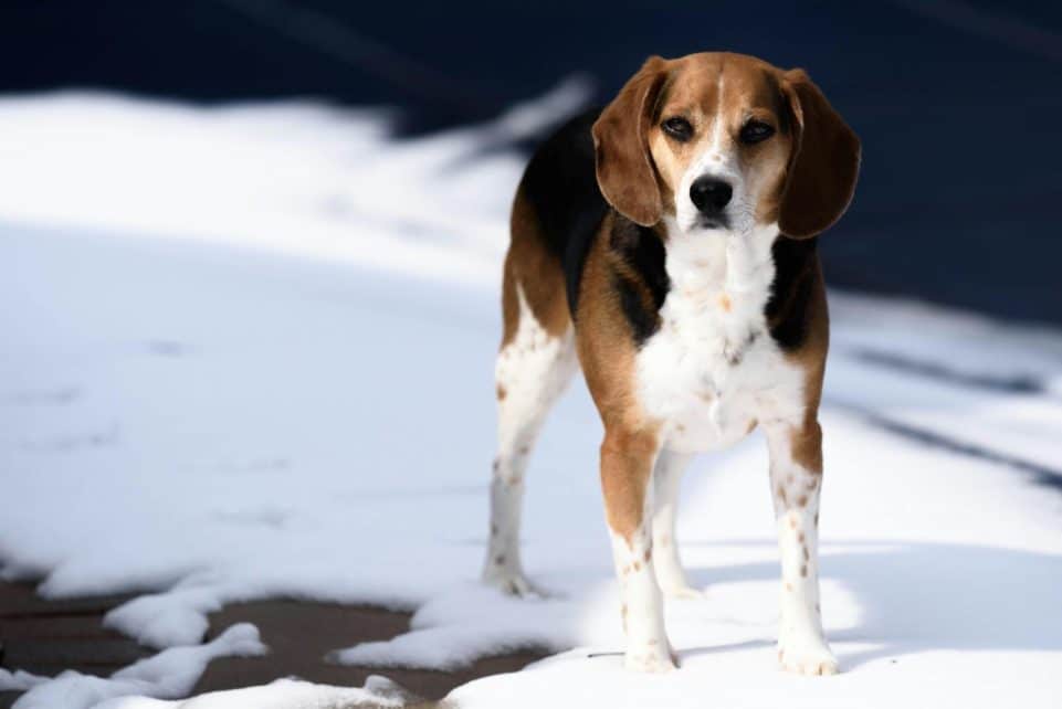 A cute beagle dog standing outdoors on snow in bright winter sunlight.