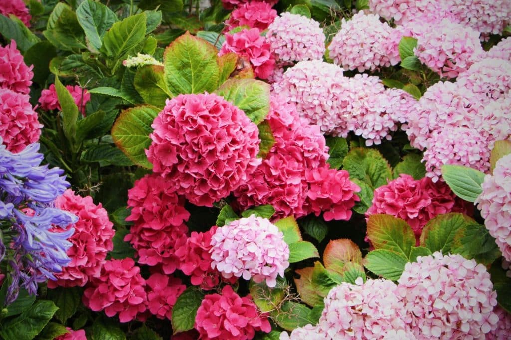 Stunning pink hydrangeas in a garden setting, showcasing nature's vibrant palette.