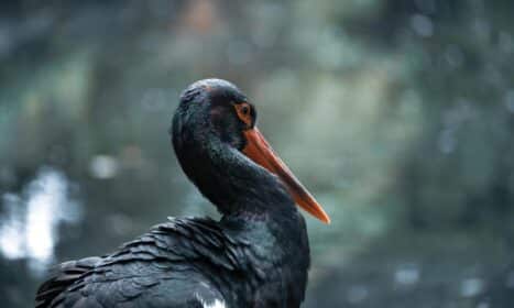Stunning close-up of a black stork showcasing its distinctive orange bill and dark plumage.