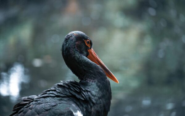 Liūdnos žinios iš nacionalinio parko: šie nuostabūs paukščiai nebegali užauginti vaikų