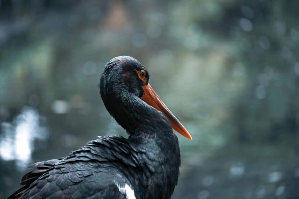 Stunning close-up of a black stork showcasing its distinctive orange bill and dark plumage.