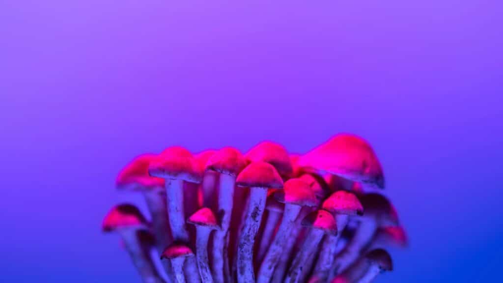 Cluster of mushrooms illuminated with vibrant purple and pink lighting, creating a surreal and magical atmosphere.