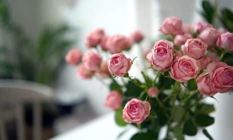 A vibrant bouquet of pink roses with delicate petals captured indoors, evoking tranquility.
