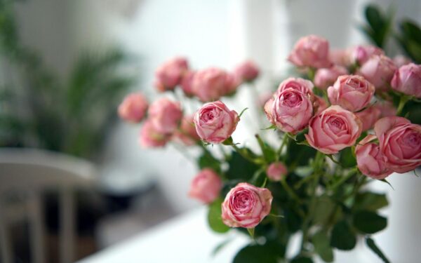 Neišmeskite pinigų veltui: kaip rožės koto storis iš tikrųjų lemia jos ilgaamžiškumą?