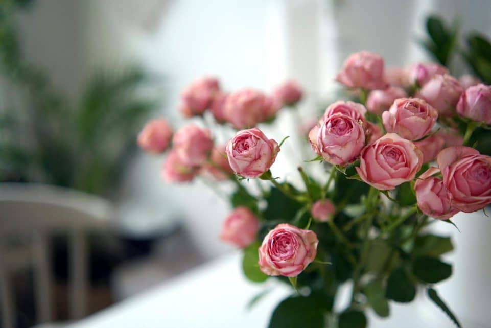 A vibrant bouquet of pink roses with delicate petals captured indoors, evoking tranquility.