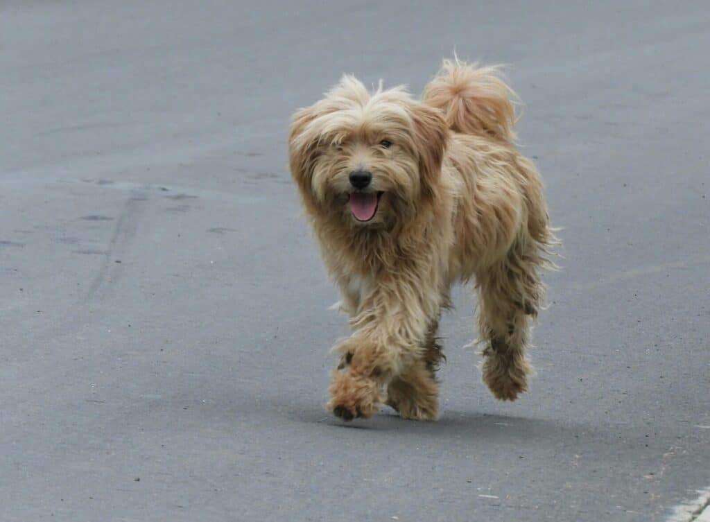 A joyful fluffy dog walks energetically on an urban street, displaying a playful demeanor.