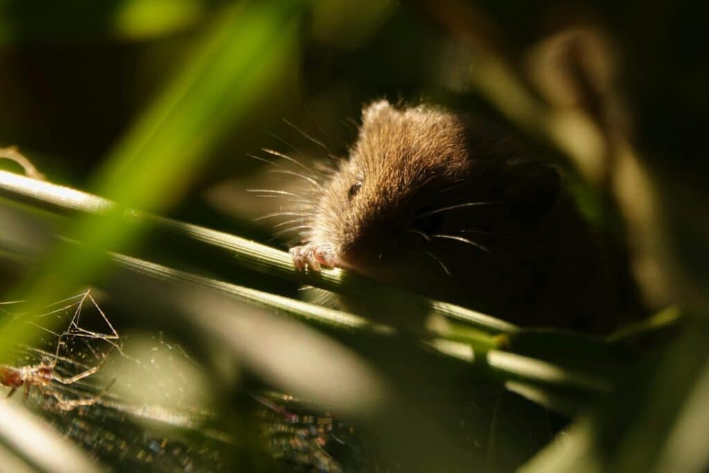 Close-up of a brown mouse hiding among green leaves in natural light.