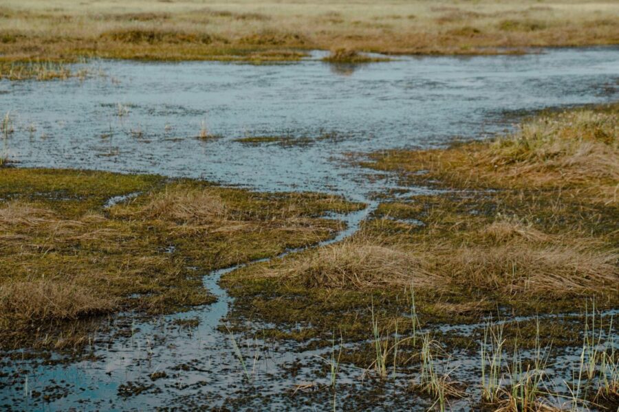A tranquil marshland scene with water, rushes, and aquatic vegetation in a rural setting.
