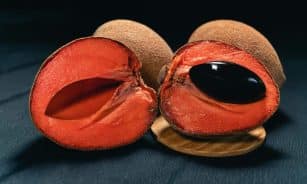 Close-up of fresh mamey sapote fruit cut in half, showcasing its vibrant orange flesh and seed.