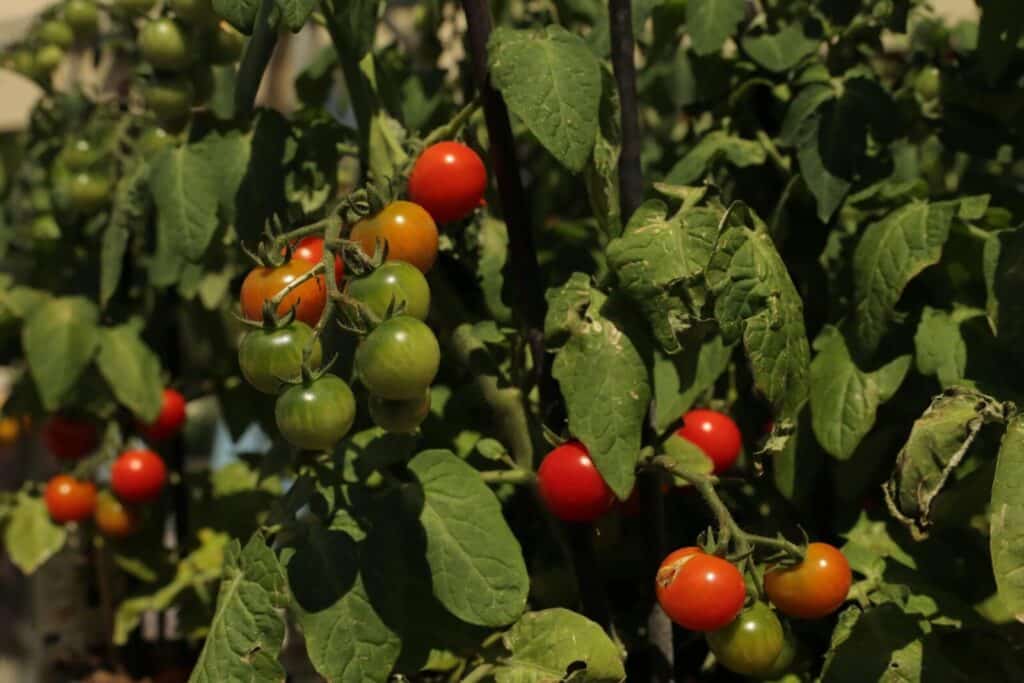 Ripe cherry tomatoes growing under sunlight in a lush garden in Jönköping, Sweden.