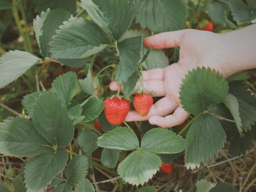 A close-up image of a hand picking fresh ripe strawberries from the garden.
