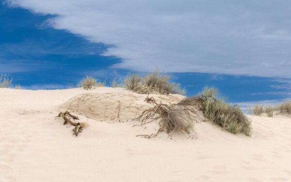 Dykumos virs miškais? Mokslininkai pristatė bakterijas, kurios paverčia smėlį tvirtu paviršiumi