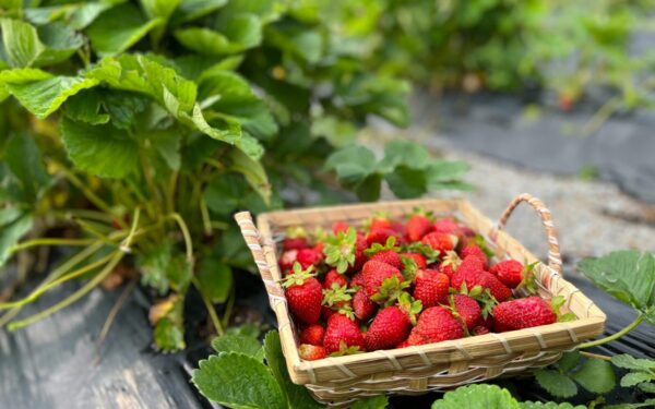 Klaida, dėl kurios braškės užauga rūgščios: balandį būtina atlikti šį paprastą darbą