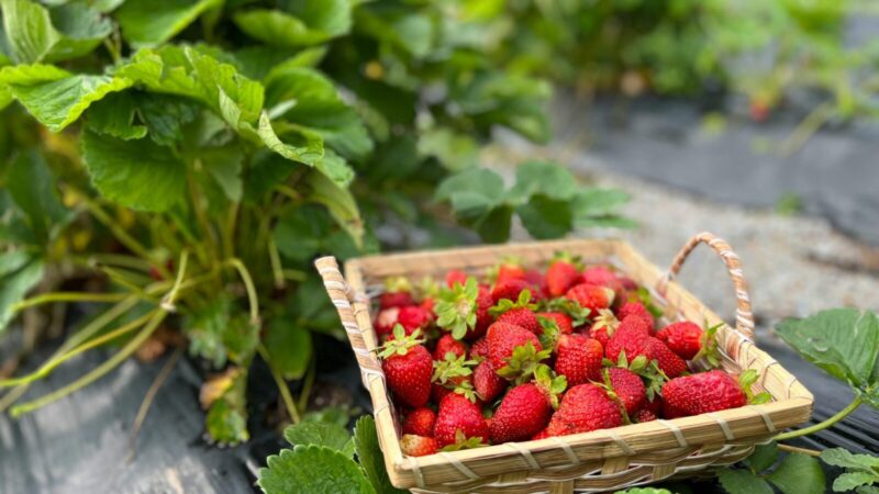 Klaida, dėl kurios braškės užauga rūgščios: balandį būtina atlikti šį paprastą darbą