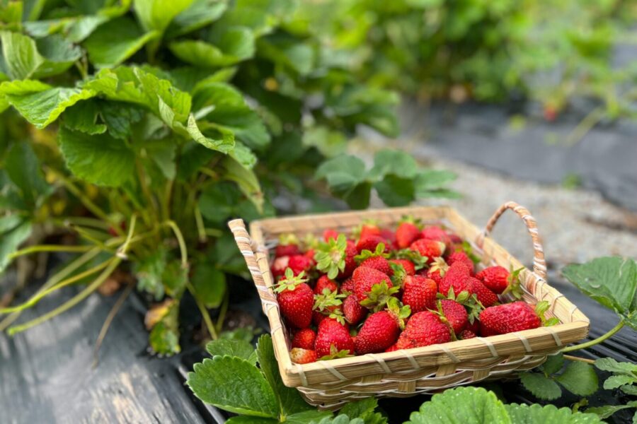 A basket full of fresh strawberries in a vibrant field, perfect for highlighting rural and agricultural themes.