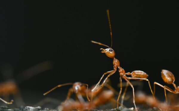 Įkyrios skruzdėlės dings per kelias dienas: štai kokią pigią priemonę naudoja sodininkai