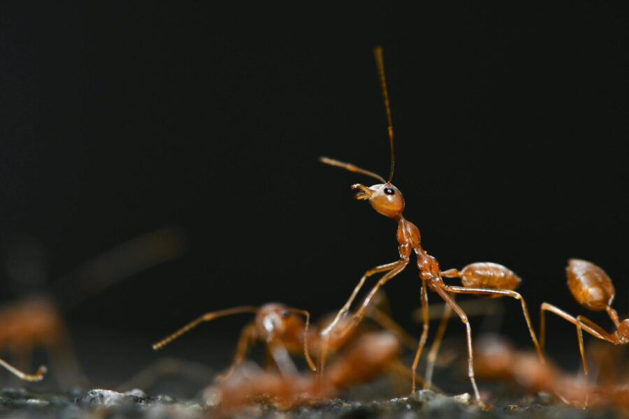 Close-up view of red ants showcasing their intricate behaviors and structures.