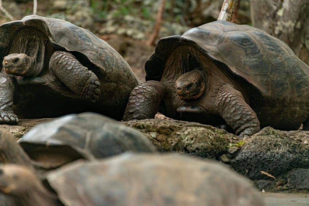 Close-up of Galapagos giant tortoises resting on rocky terrain in the wild.