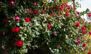 A stunning close-up of red roses in full bloom, creating a vibrant garden scene.